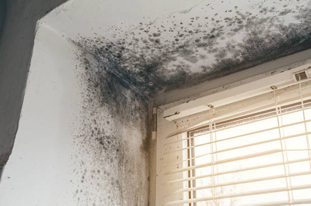 Affordable Commercial Mold Remediation solutions in Bryn Athyn, PA